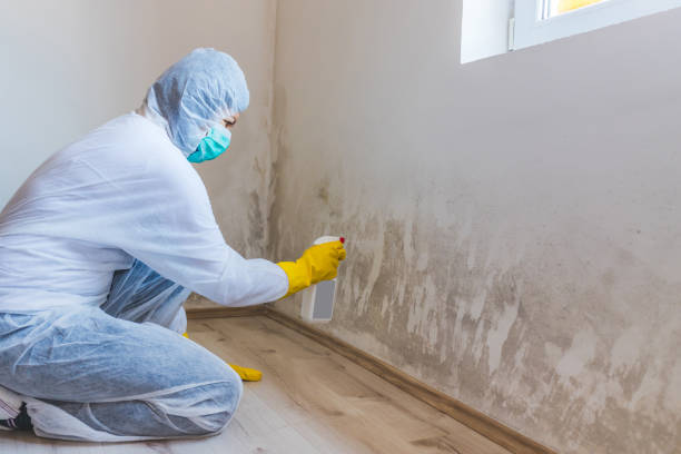 Licensed Mold Remediation service in Wellington, TX - WQB Mold Removal